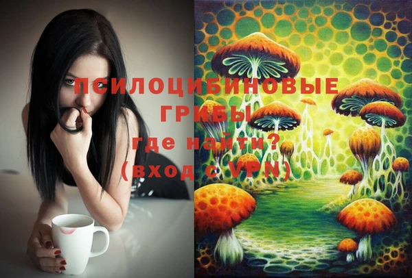 стаф Алзамай